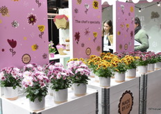 De Specialiteit van SV.CO: de Chrysanten Specials. Na een periode eruit te zijn geweest en schaarste weer beschikbaar.